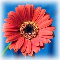 gerbera