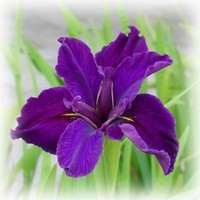 iris