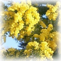 mimoza