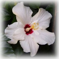 orchidea