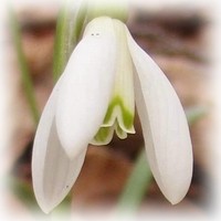 snenka