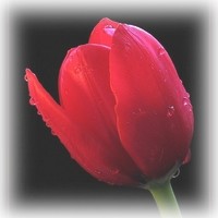 tulipan