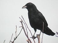 vrna