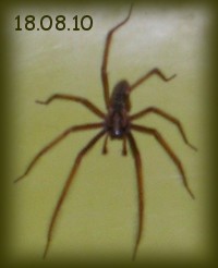 P1010142