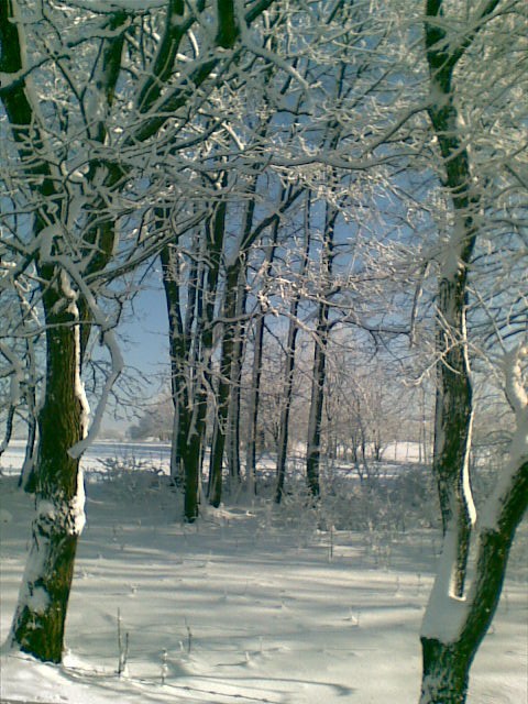 Obraz039